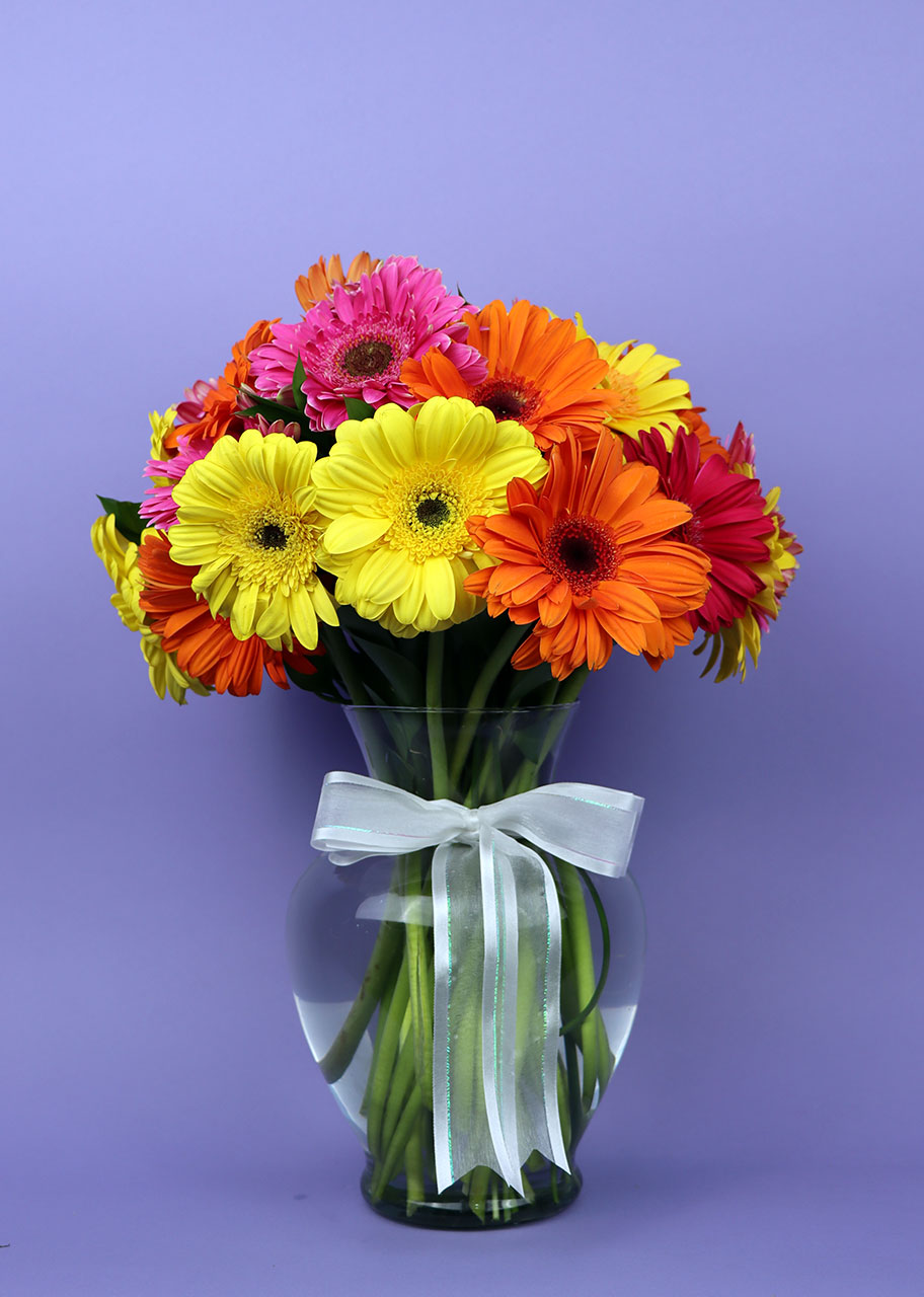 Alegría con Gerberas 