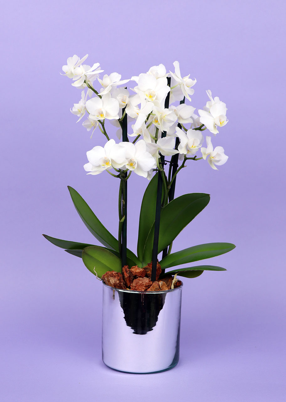 Divina Mini Orquídea Blanca