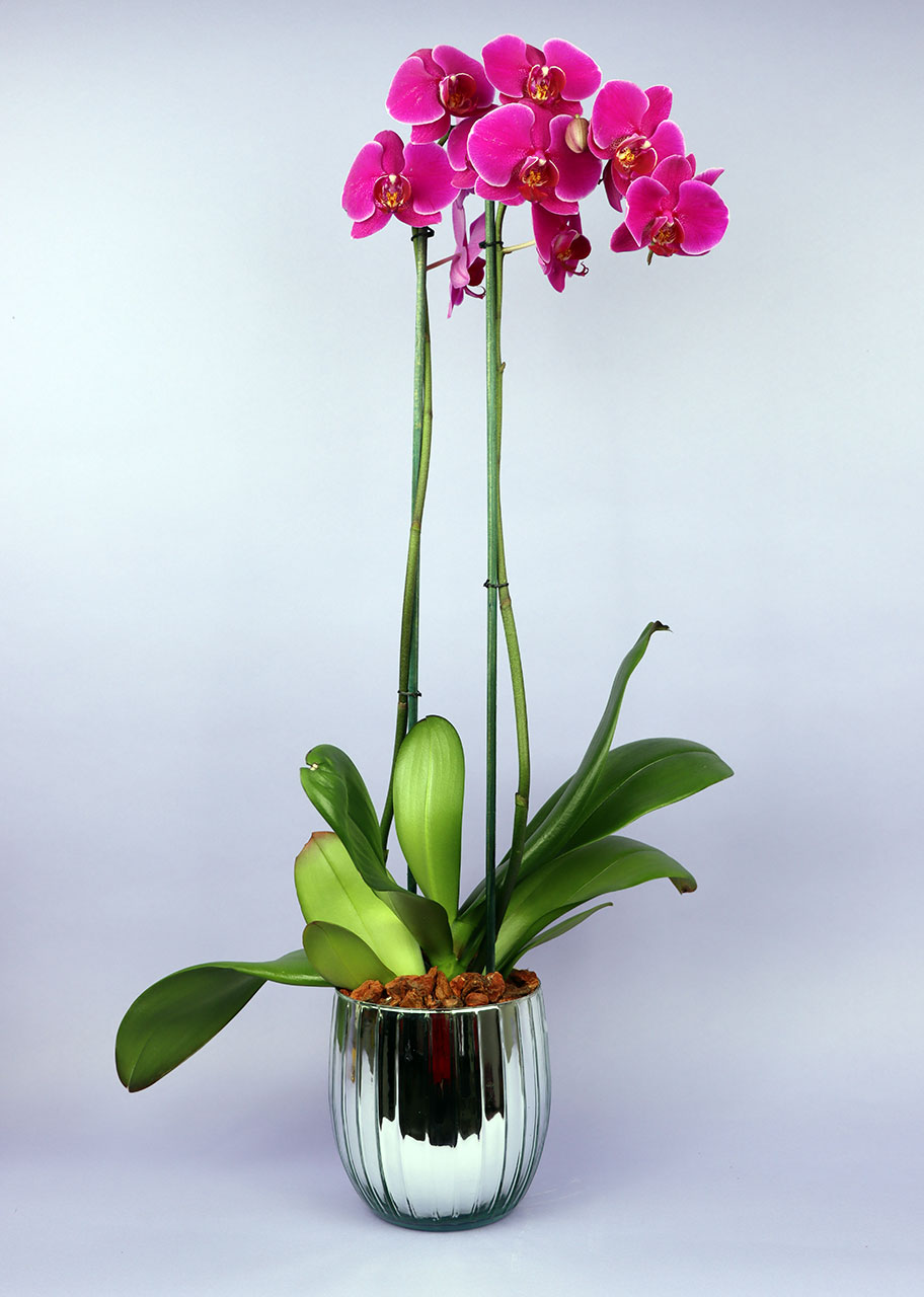 Espectacular Orquídea Fiusha