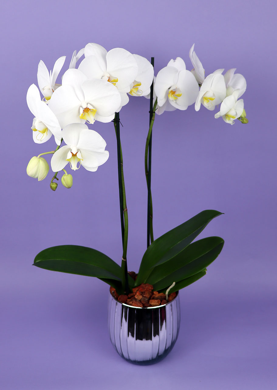 Espectacular Orquídea Blanca