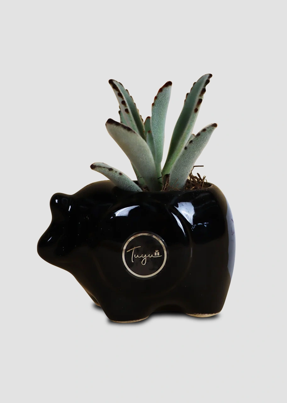 Hermosa suculenta Orejas de Conejo