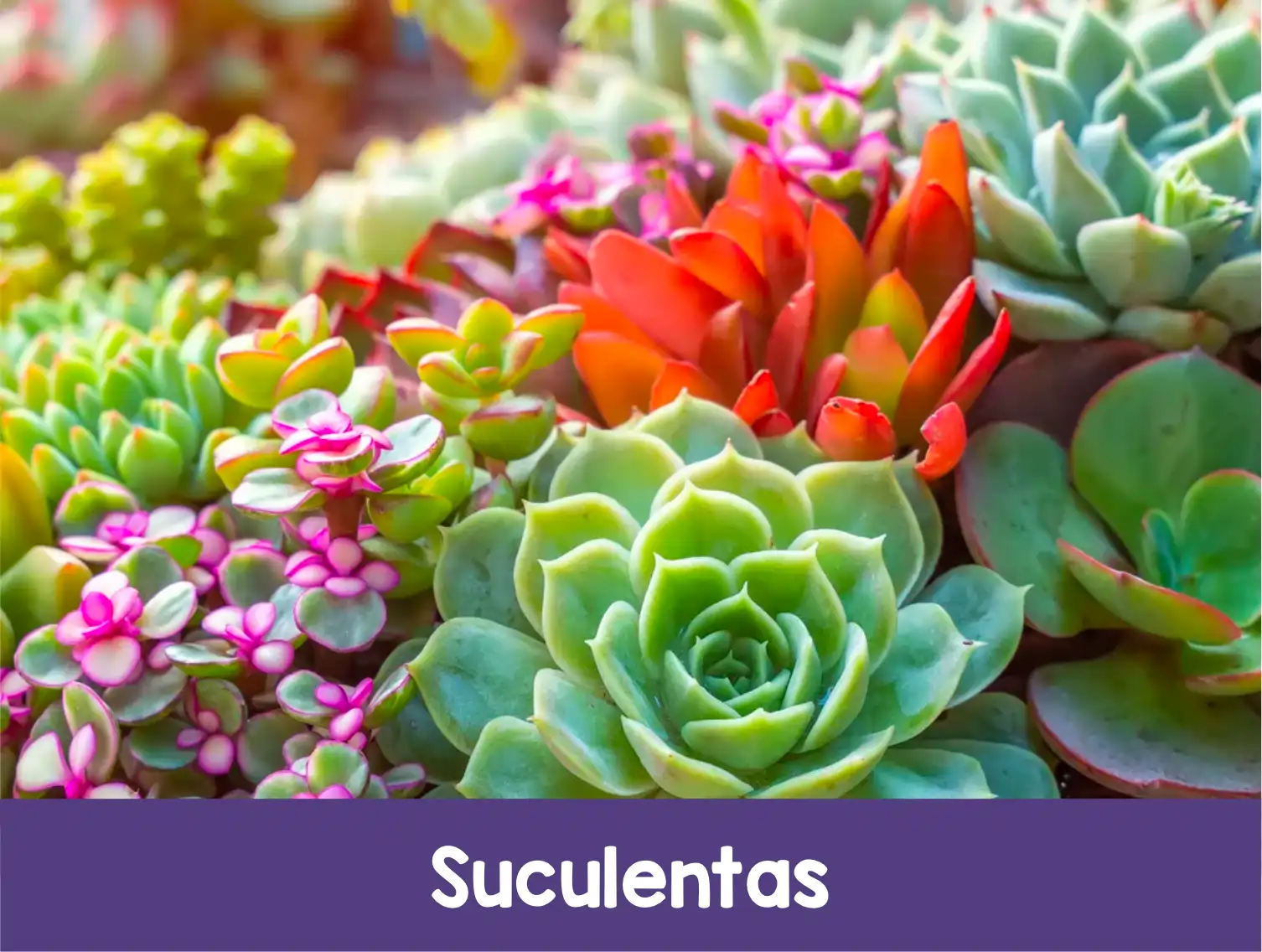 SUCULENTAS
