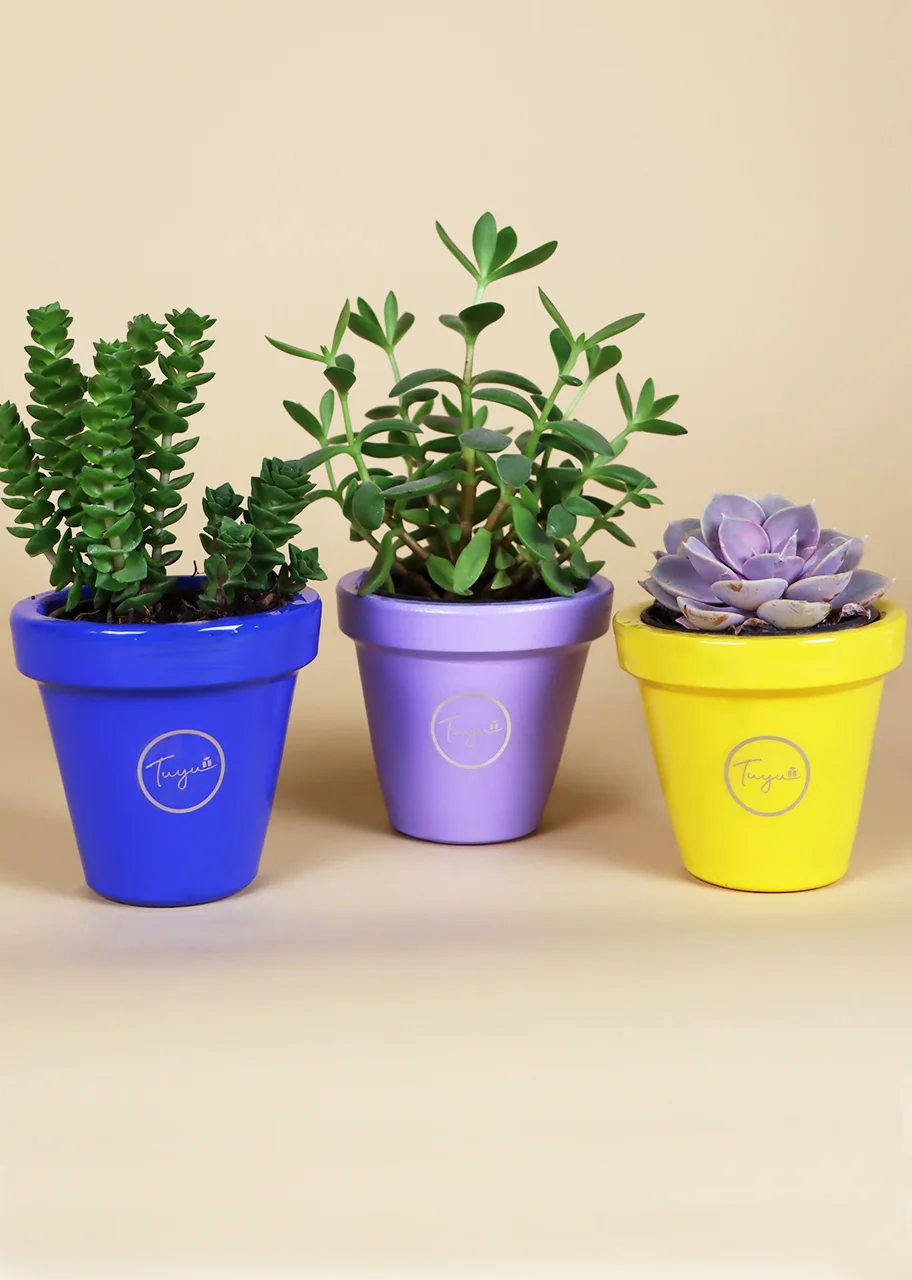 Romántico trío de suculentas