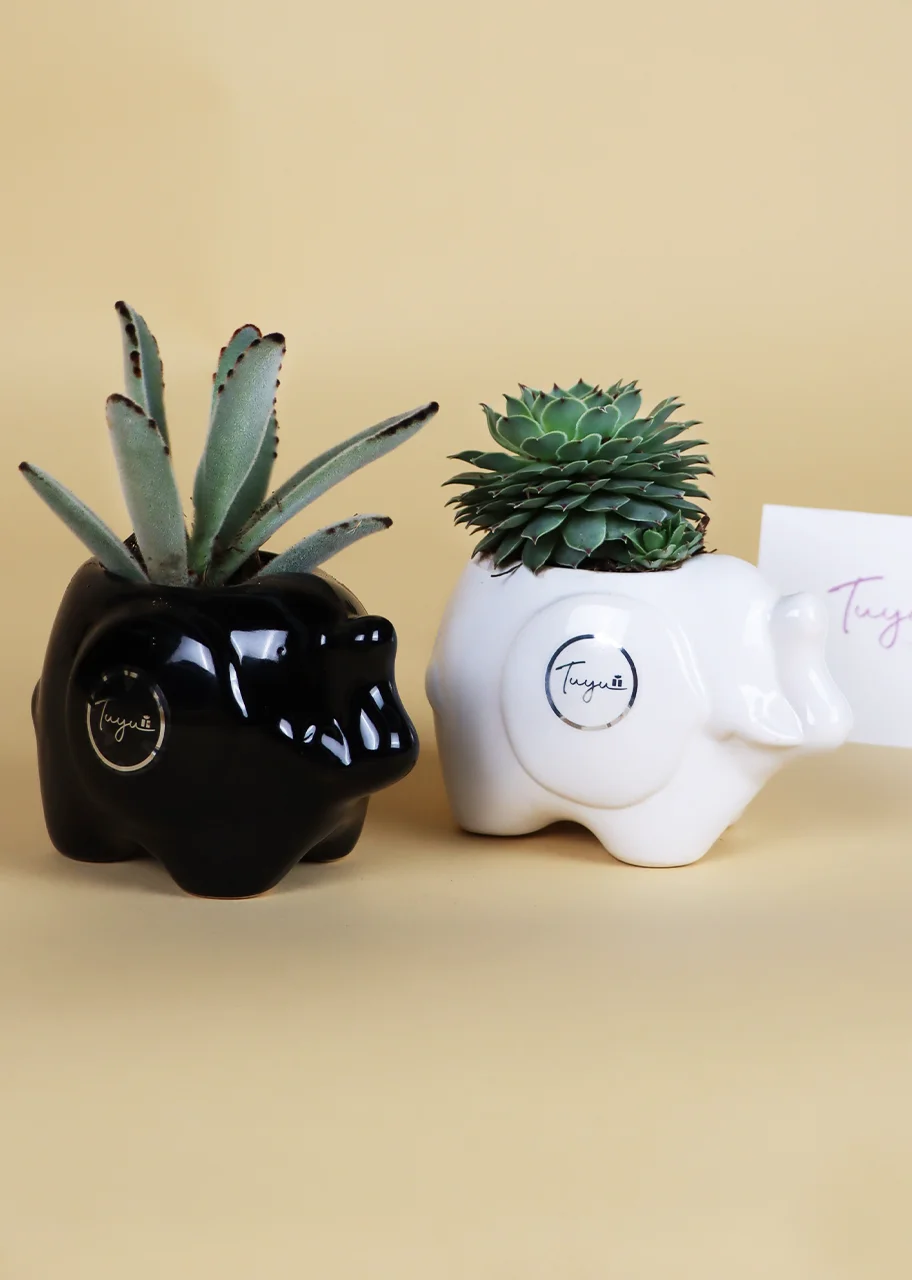 Suculentas en elefantes