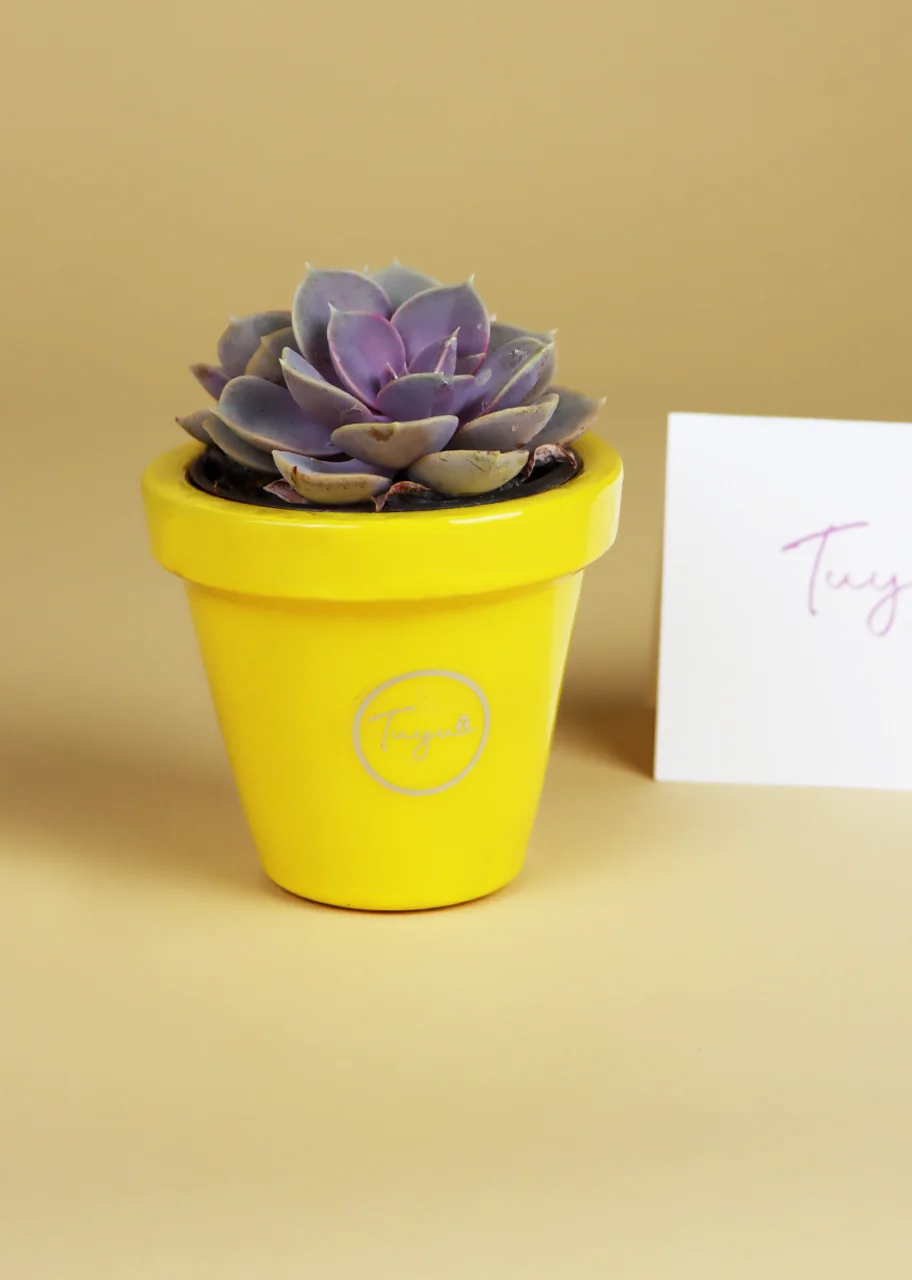 Hermosa suculenta en macetita color amarillo