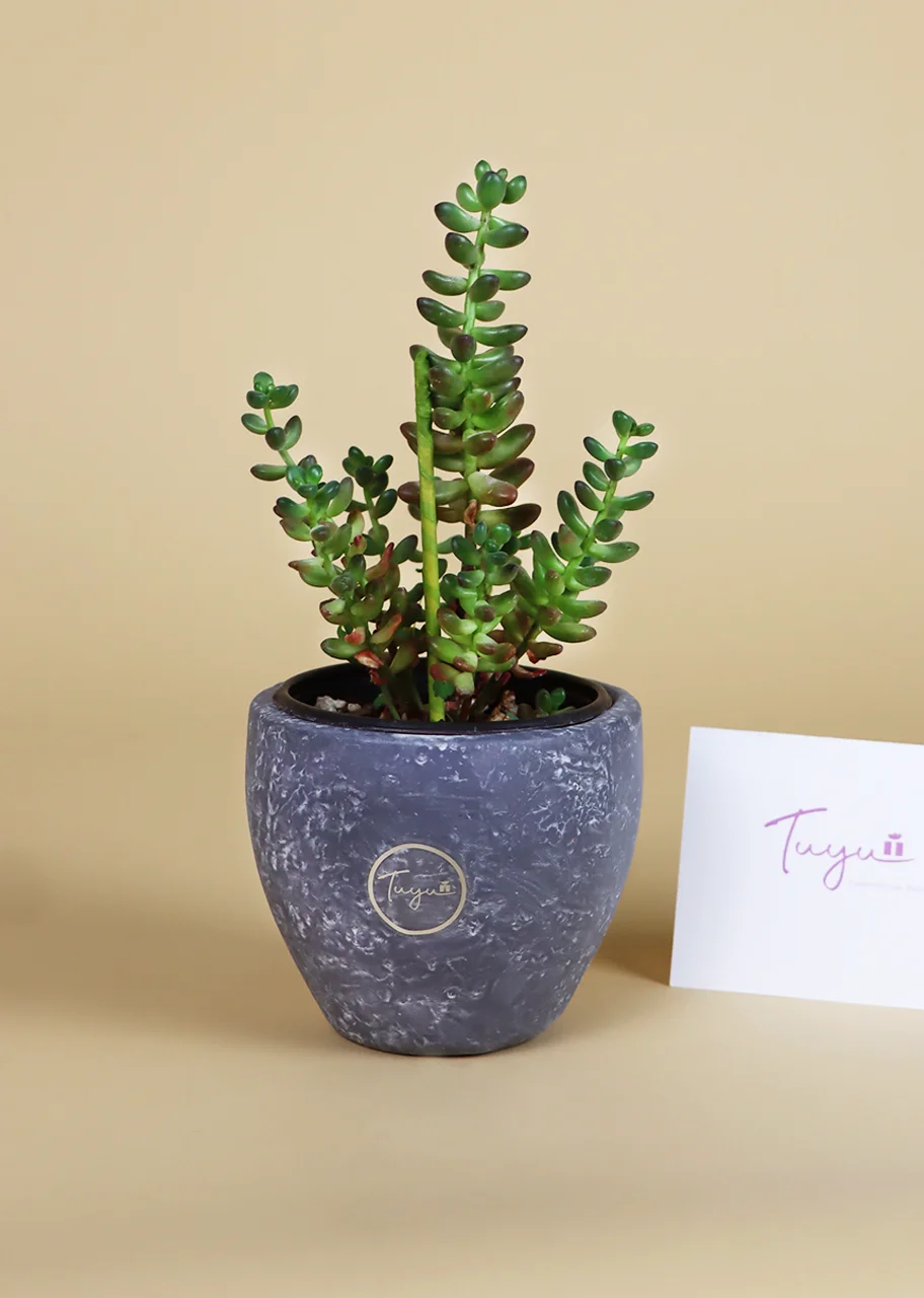 Hermosa suculenta en maceta gris