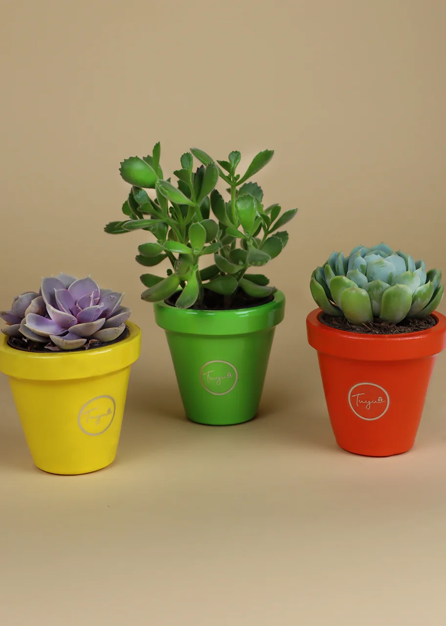 Armonioso trío de suculentas