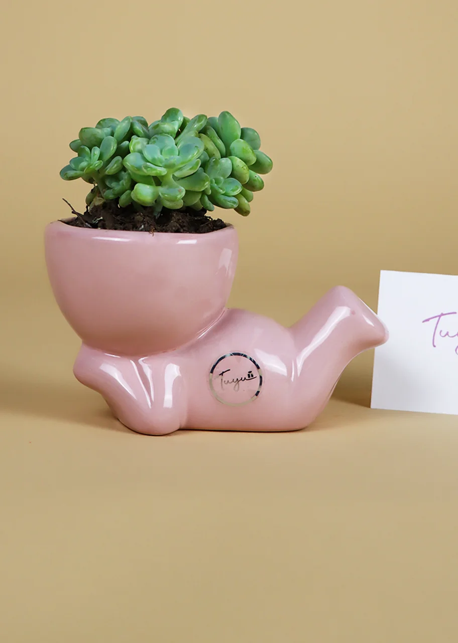 Hermosa Suculenta en una base esmaltada color rosa
