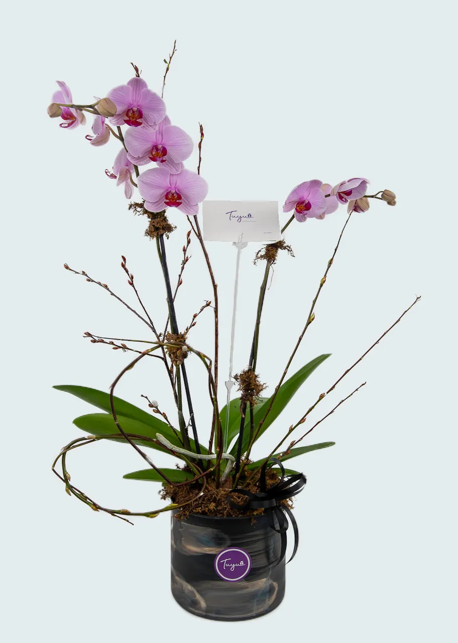 Espectacular Orquidea Phanelopsis en  Lila