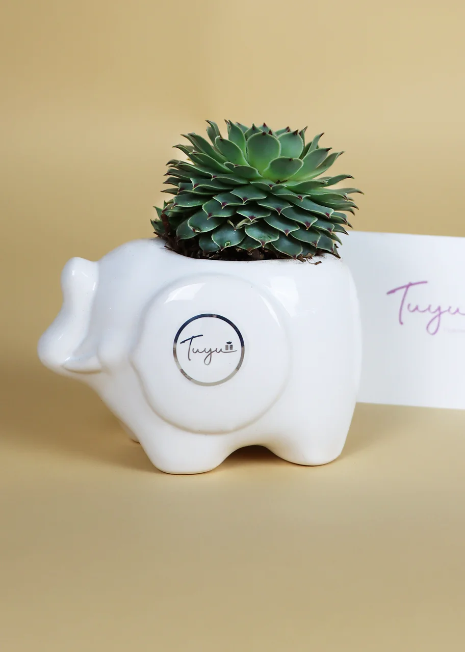Hermosa suculenta en maceta blanca de elefante