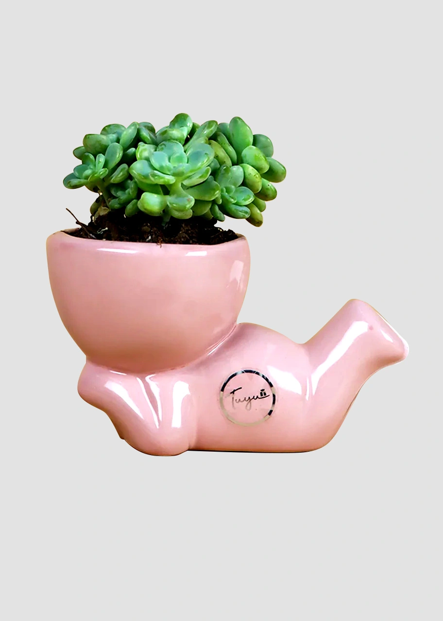 Hermosa Suculenta Green Haze