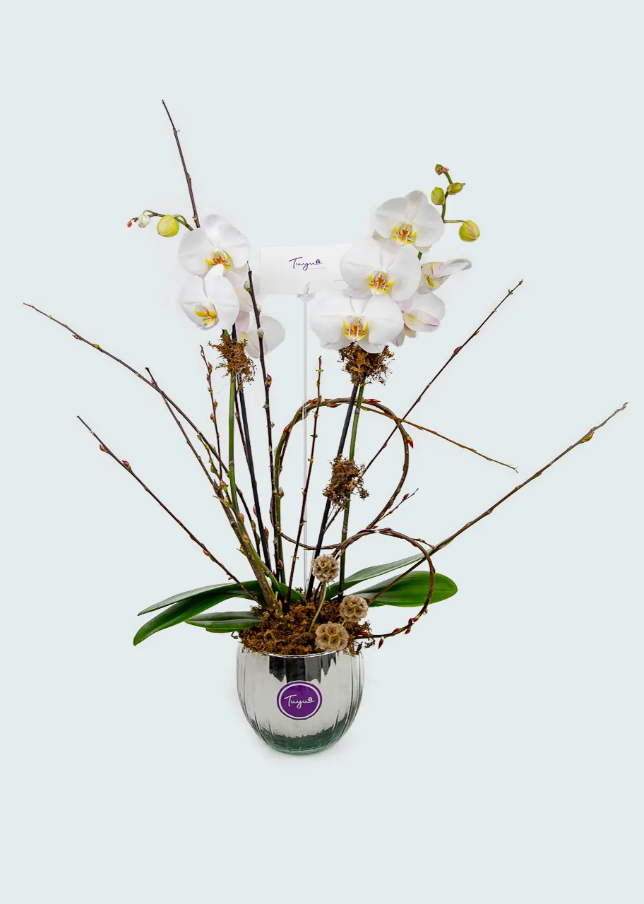 Espectacular Orquídea Blanca