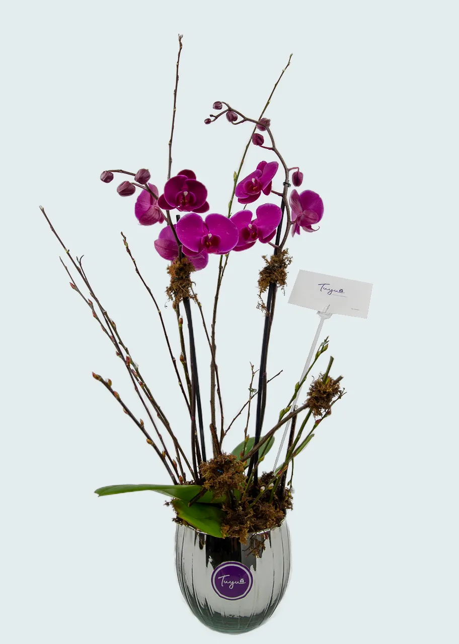 Espectacular Orquídea Fiusha