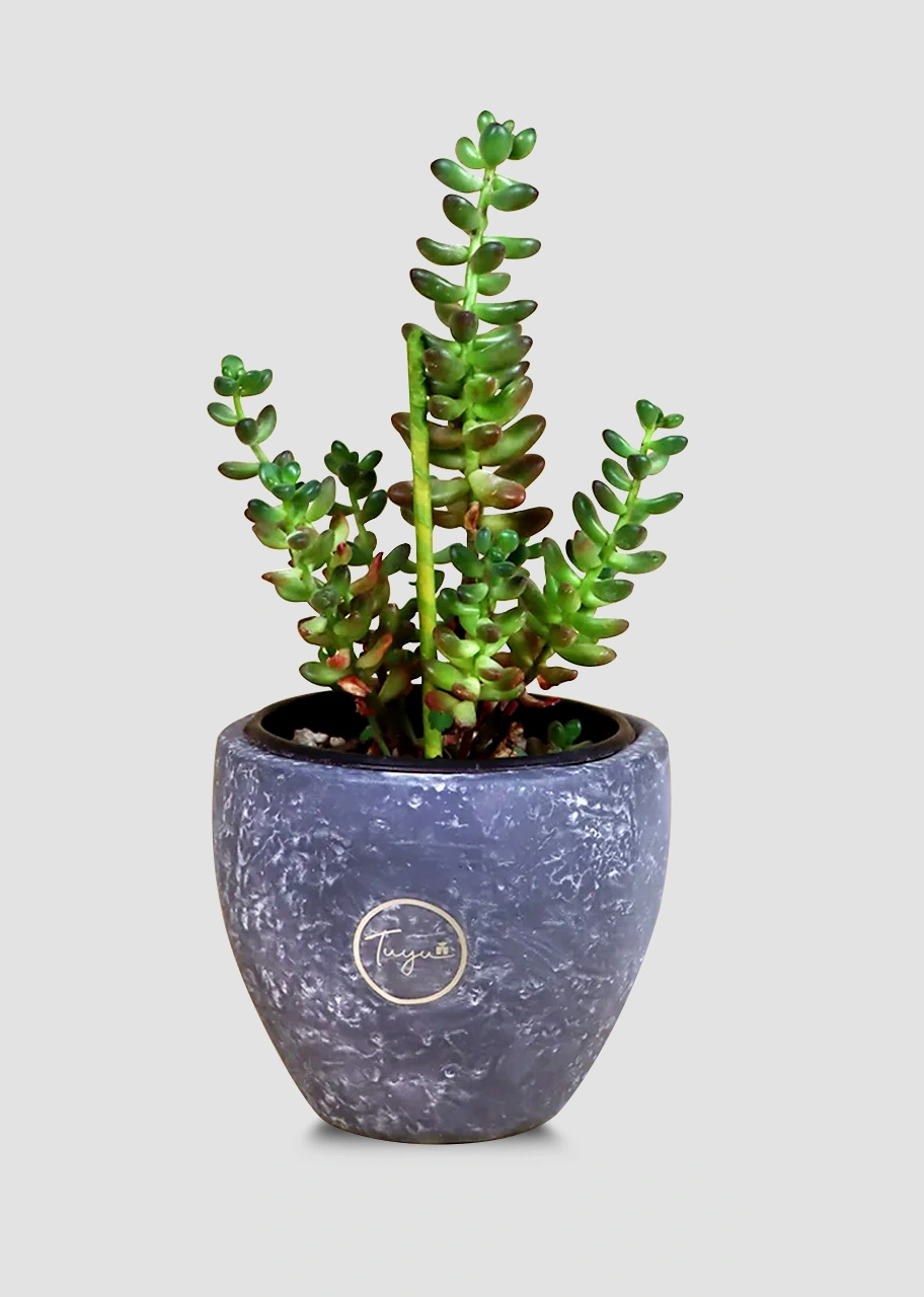 Suculenta Dedos de Dios 