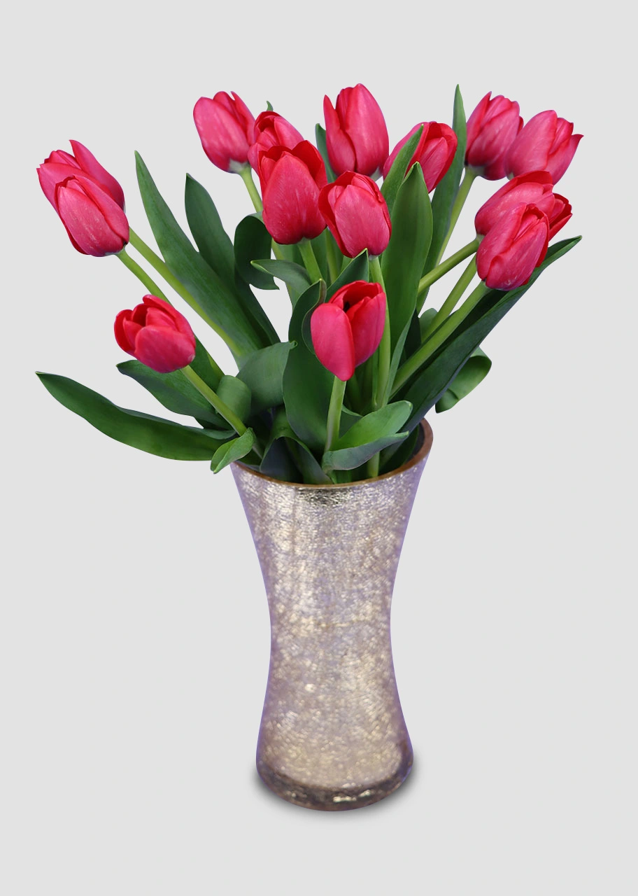 Bellísimos Tulipanes Rojos